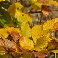 Herbstfarben1