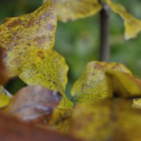 Herbstfarben2