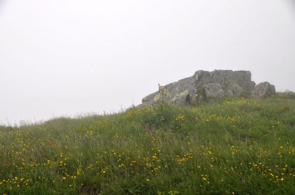 Blumenwiese  (© Gurschler)