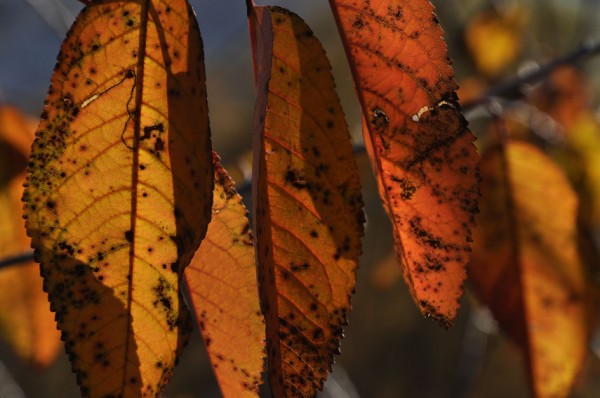 Herbstfarben_3_©susannegurschler