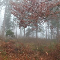 Waldstück im Nebel; Foto: ©susannegurschler