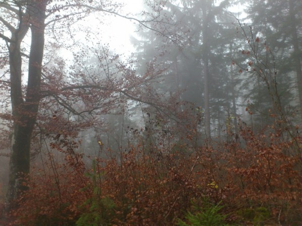 Bäume und Sträucher im Nebel; Foto: ©susannegurschler