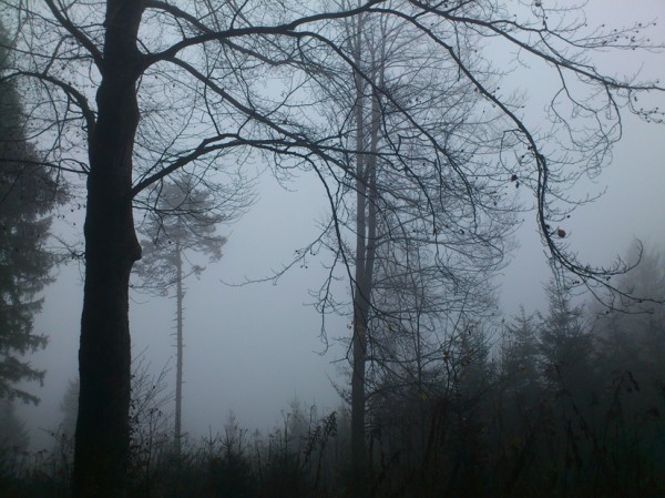 Bäume im Nebel; Foto: ©susannegurschler