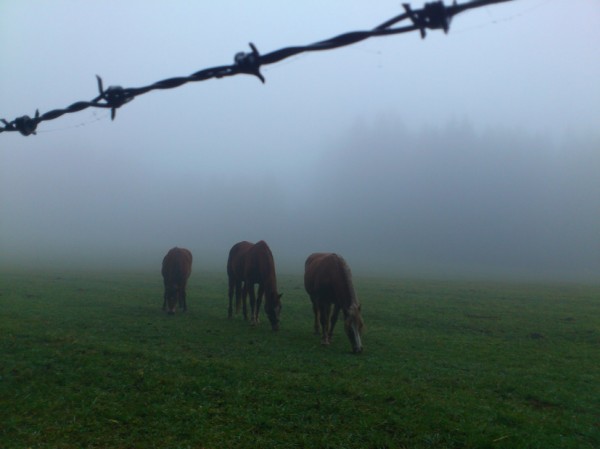 Pferde im Nebel; Foto: ©susannegurschler