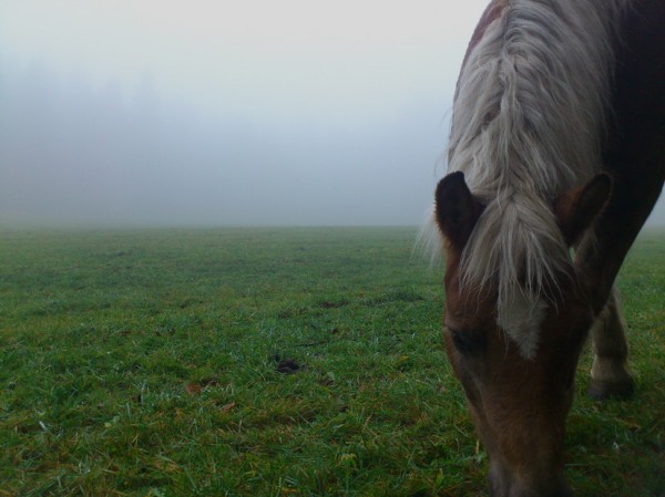 Pferd im Nebel; Foto: ©susannegurschler