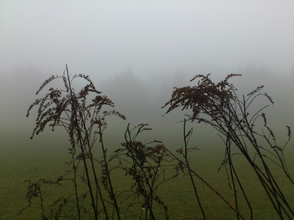 Blumen im Nebel; Foto: ©susannegurschler