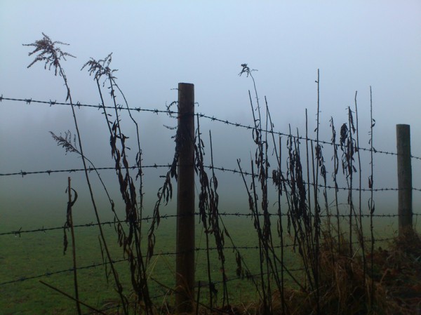 Zaun im Nebel; Foto: ©susannegurschler