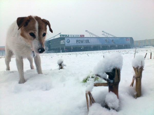 Hund vor Tivoli–Fußballstadtion Innsbruck (Foto: ©susannegurschler